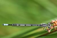 Enallagma cyathigerum