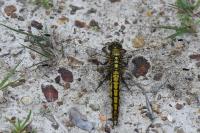 Orthetrum cancellatum