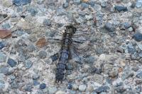 Orthetrum cancellatum