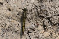 Orthetrum cancellatum