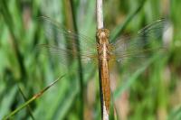 Crocothemis erythraea