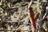 Crocothemis erythraea