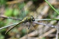 Gomphus pulchellus