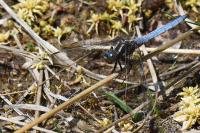 Orthetrum coerulescens