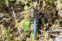 Orthetrum coerulescens