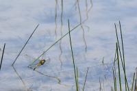 Orthetrum cancellatum