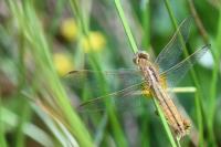Crocothemis erythraea