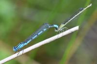 Enallagma cyathigerum