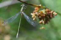 Lestes sponsa