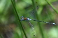 Lestes sponsa