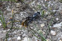 Leucorrhinia albifrons