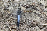 Orthetrum cancellatum