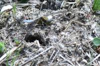 Orthetrum cancellatum