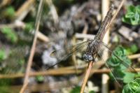 Orthetrum coerulescens