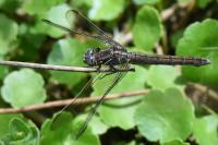 Orthetrum coerulescens