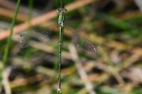 Lestes barbarus