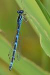 Enallagma cyathigerum