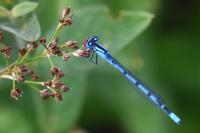 Enallagma cyathigerum