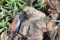 Orthetrum cancellatum