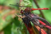 Sympetrum sanguineum