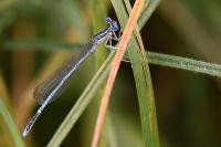 Platycnemis pennipes