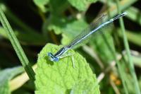 Platycnemis pennipes