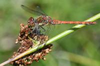 Sympetrum striolatum