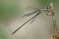 Chalcolestes viridis