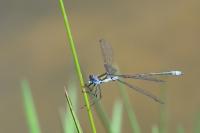 Lestes sponsa