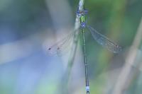 Lestes virens