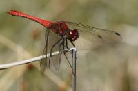 Sympetrum sanguineum