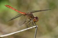 Sympetrum meridionale