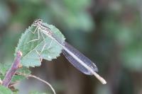 Platycnemis pennipes