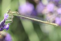 Platycnemis pennipes