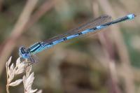 Erythromma lindenii