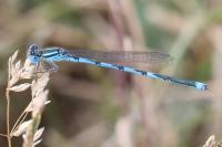 Erythromma lindenii