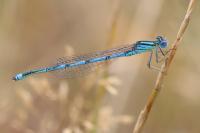 Erythromma lindenii