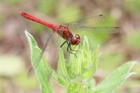 Sympetrum sanguineum