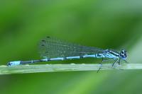 Coenagrion puella