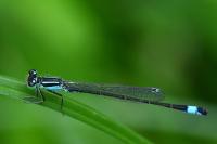 Ischnura elegans