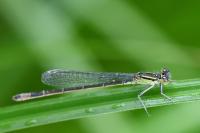 Ischnura elegans
