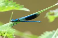 Calopteryx splendens