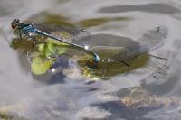Erythromma najas