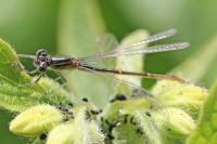 Ischnura elegans