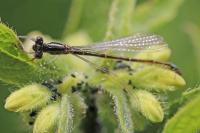 Ischnura elegans