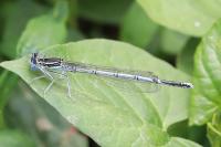 Platycnemis pennipes