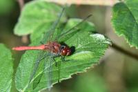 Sympetrum sanguineum