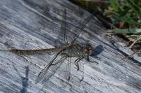 Sympetrum striolatum