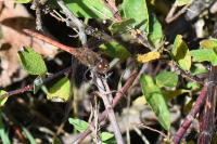 Sympetrum striolatum