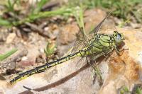 Gomphus pulchellus